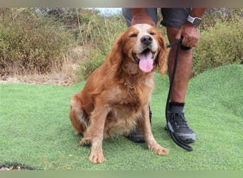Tiger, Epagneul Breton / Bretonenspaniel, lieb und verträglich
