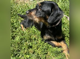 Biba eine kleine verschmuste aktive Prinzessin