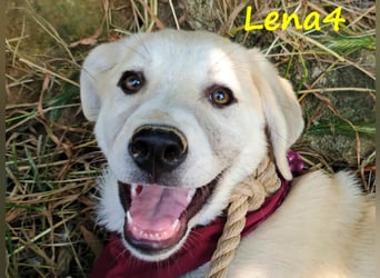 Lena4 geb. 03/2025 (GRC) - fröhliche und lustige Griechische Schäferhund Mix Welpin!