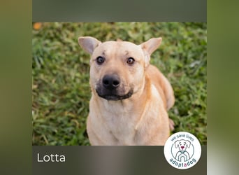 Lotta: sucht ihre Menschen