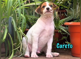 Careto 02/2025 (ESP) - verspielter, kleiner Podenco-Bodeguero Mix Welpe!