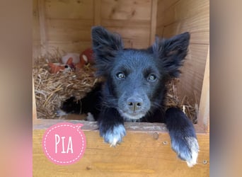 Pia eine kleine zuckersüße Lady