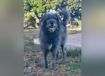 Balou wartet auf sein Für-Immer-Zuhause
