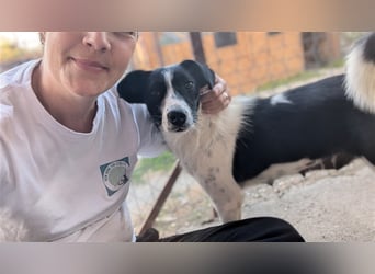 Powerpaket Laika, 1 Jahr, sucht ihresgleichen