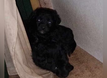 FREYA❤️graziler, sozialer und zauberhafter Wirbelwind