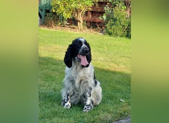 SPRINGER SPANIEL WELPEN
