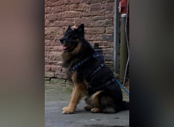 Toller Bruno sucht seine Familie
