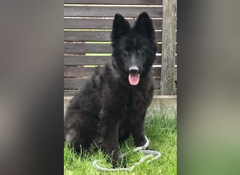 Aurela, geb. ca. 09/2018, lebt auf einer Pflegestelle in 31547 Rehburg-Loccum