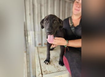 Alpha, verspielter Welpe sucht Zuhause