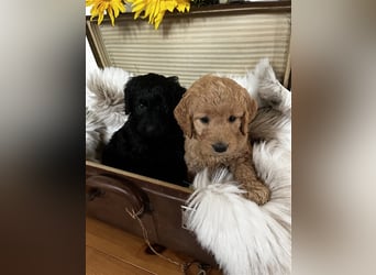 Goldendoodle F1 medium