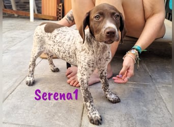Serena1 geb. 04/2025 (ESP Pflegestelle) - sportliche und verschmuste, süße Bracke Welpin!