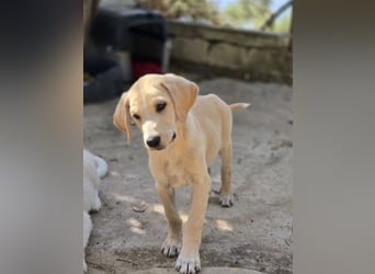 Samos sucht Traumzuhause!