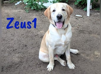 Zeus1 geb. 08/2024 (ESP) - sportlicher und cleverer, junger Labrador!