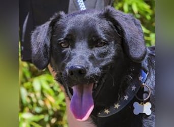 Champ, Labrador-Mix, lieb und sozial