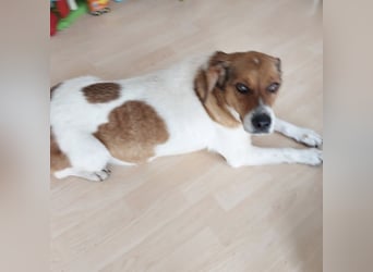 Pippa eine Kinderliebende Hündin