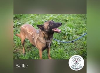 Ballje: lernfreudige Begleiterin