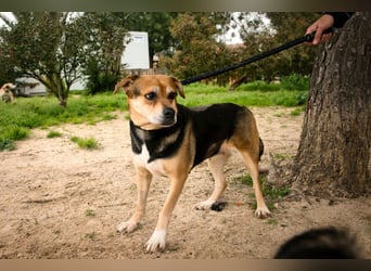 Malika, Schäferhund-Mix, lieb und sozial