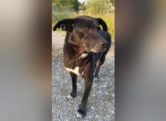 Liebenswerter Bean sucht seine Menschen