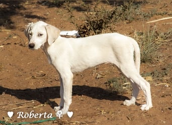 Roberta und Robbie, f.,  suchen eine Familie