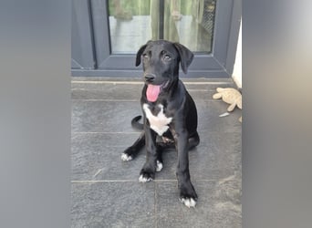 NERO - aufgeweckter Junge sucht Familie