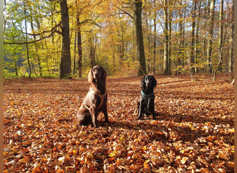 C - Wurf Flat Coated Retriever 2025