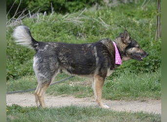 Bally - Ausgeglichener Rüde ruhig und lieb, ca. 5 Jahre