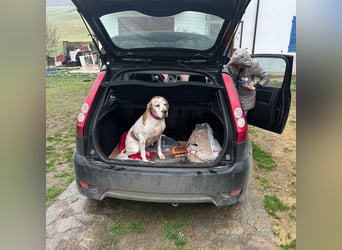 Asia - liebe, menschenbezogene Hundeomi
