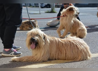 Nori, Briard-Gos d atura Mix Bube sucht ländliches Körbchen