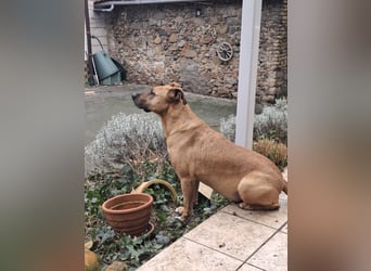 Sanfter Riese sucht sein Zuhause