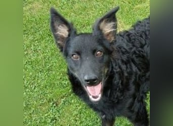 LARA ist ein verspieltes Hundemädchen