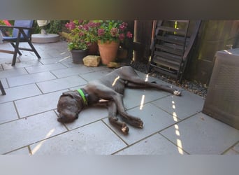 Aris aus Mönchengladbach - wunderschöner Deutscher Doggen Bub!