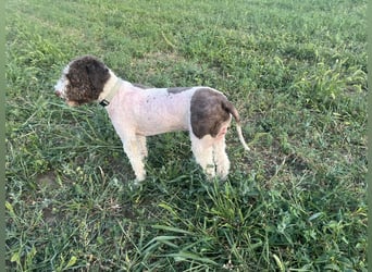 Hugo, a purebred Lagotto Romagnolo male, 9 months old