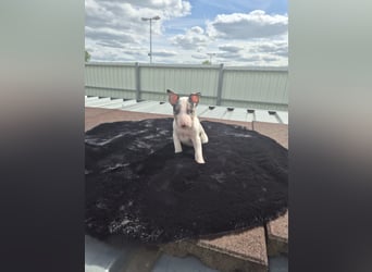 Mini bullterrier - Australian shepherd mix welpen