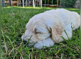 Labradoddle F1