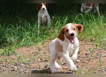 Sportlicher Familienhund - Irish Red and White Setter