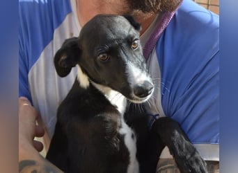 Manjo, freundlich-verspielter aufgeschlossener Galgojunge