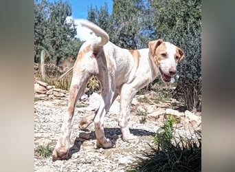 Qurilige freundliche NOLA sucht liebevolles Zuhause
