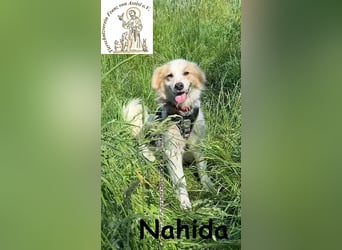 Nahida - Charme und Anmut auf vier Pfoten