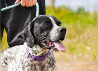 Pintas, Englischer Pointer, lieb und verträglich