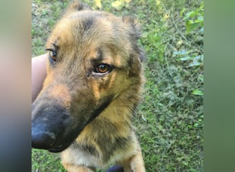 Denver ein Engel auf 4 Pfoten