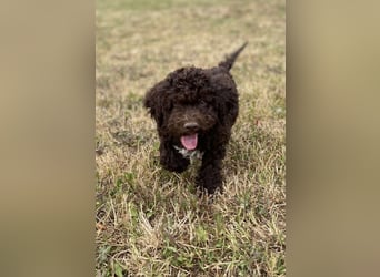 Lagotto Romagnolo – Hochwertige Welpen aus der registrierten Zuchtstätte King of the Truffles