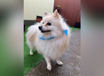 Monty SR – Schatz sucht Ruhe
