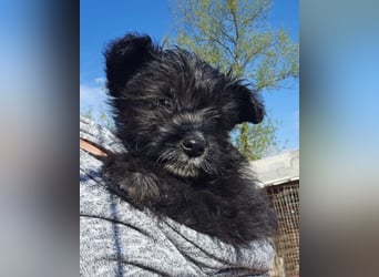 Lulu ❤️ wartet in 27751 Delmenhorst