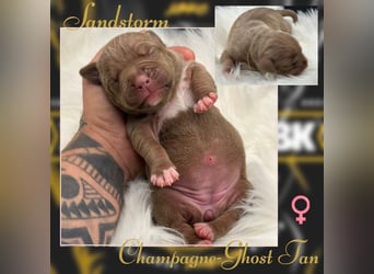 Kingzbullys Classic Edition/American Bully Classic