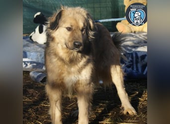 Phoenix sucht ein Zuhause