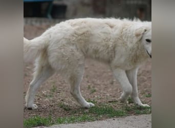 Ricotta