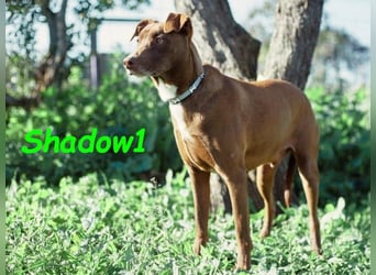 Shadow1 10/2021 (ESP) - liebevoller und sehr sozialer Podenco-Mix, ein treuer Menschenfreund!