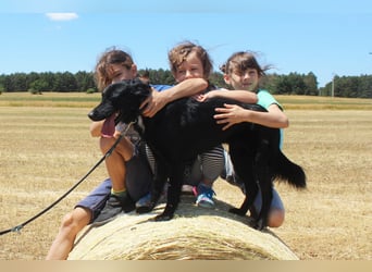 Letti, kinderfreundliche Retriever- Mudi Mix Hündin geb 2024