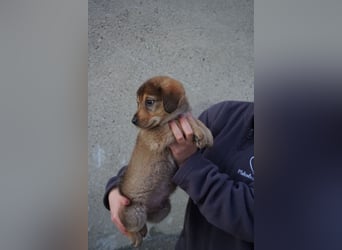 Harry - sucht noch sein Körbchen