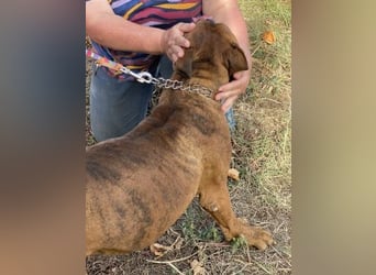 Boxermädel Ersi sucht ein aktives Zuhause.